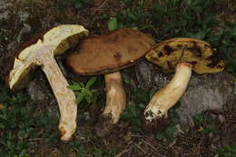 Image of Boletus huronensis A. H. Sm. & Thiers 1971