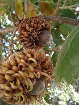 Image of Vallonea oak