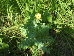 Image of Mexican pricklypoppy