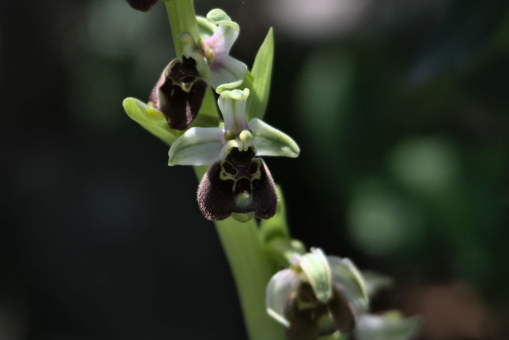 Ophrys fuciflora subsp. bornmuelleri (M. Schulze) B. Willing & E. Willing resmi