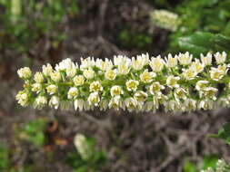 Image of Escallonia pulverulenta (Ruiz & Pav.) Pers.