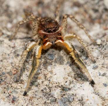 Image of Habronattus mustaciatus (Chamberlin & Ivie 1941)