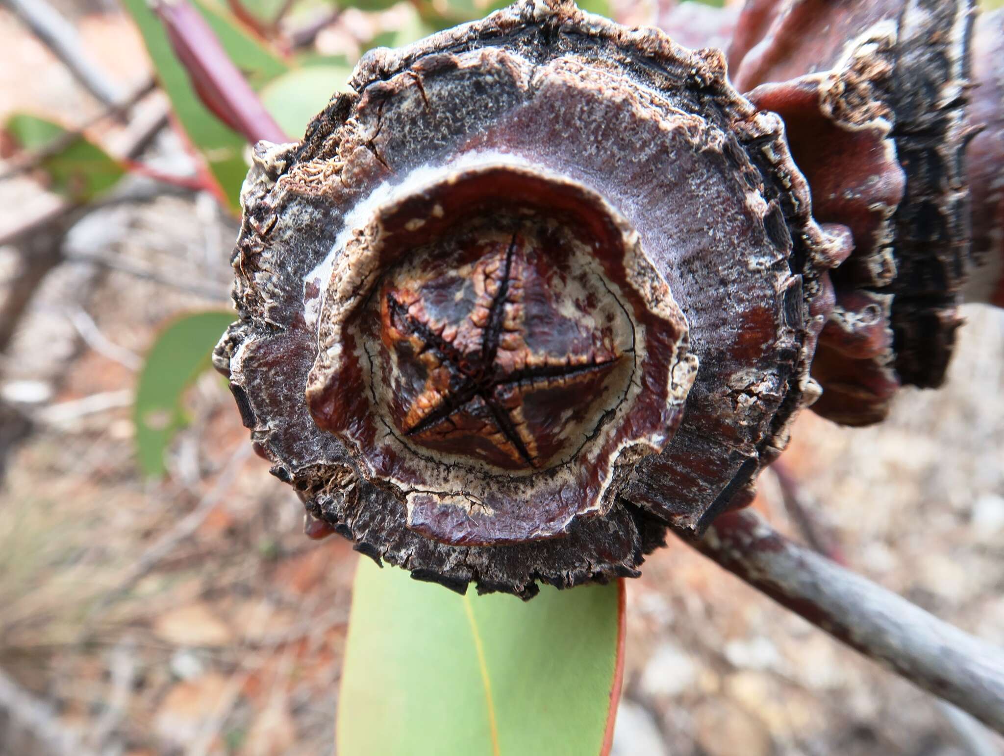 Image of Eucalyptus youngiana F. Müll.