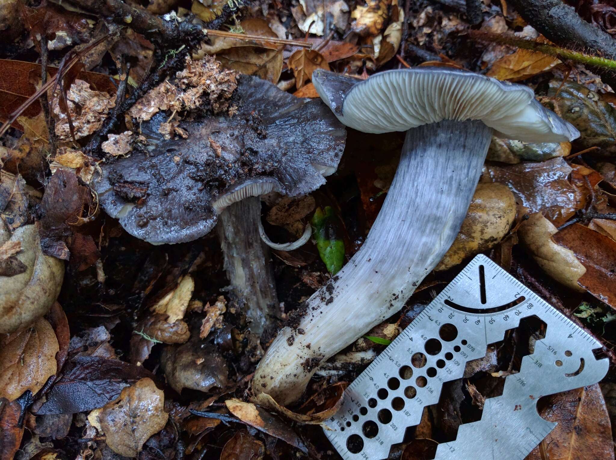 Image of Entoloma medianox C. F. Schwarz 2015