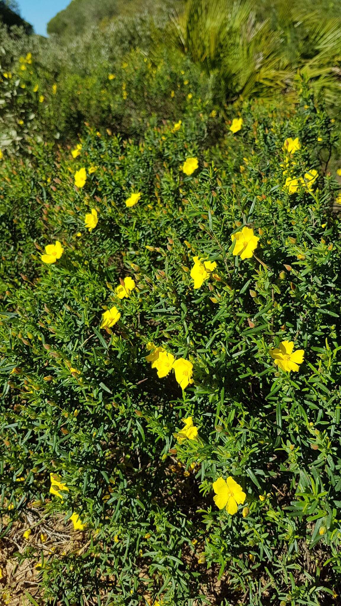 Image of Yellow Rock Rose