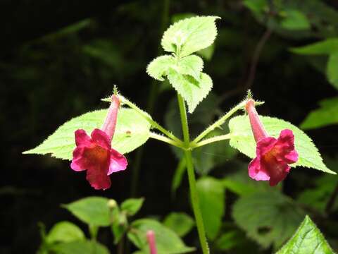 Image of Achimenes skinneri Lindl.