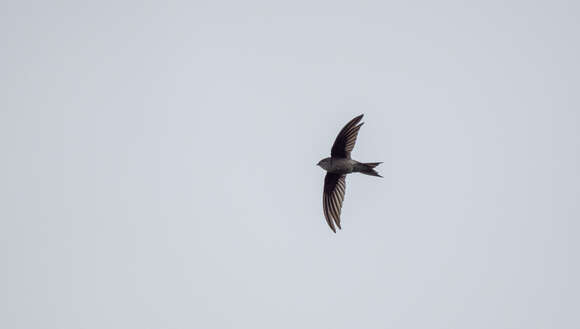 Image of Palm swift