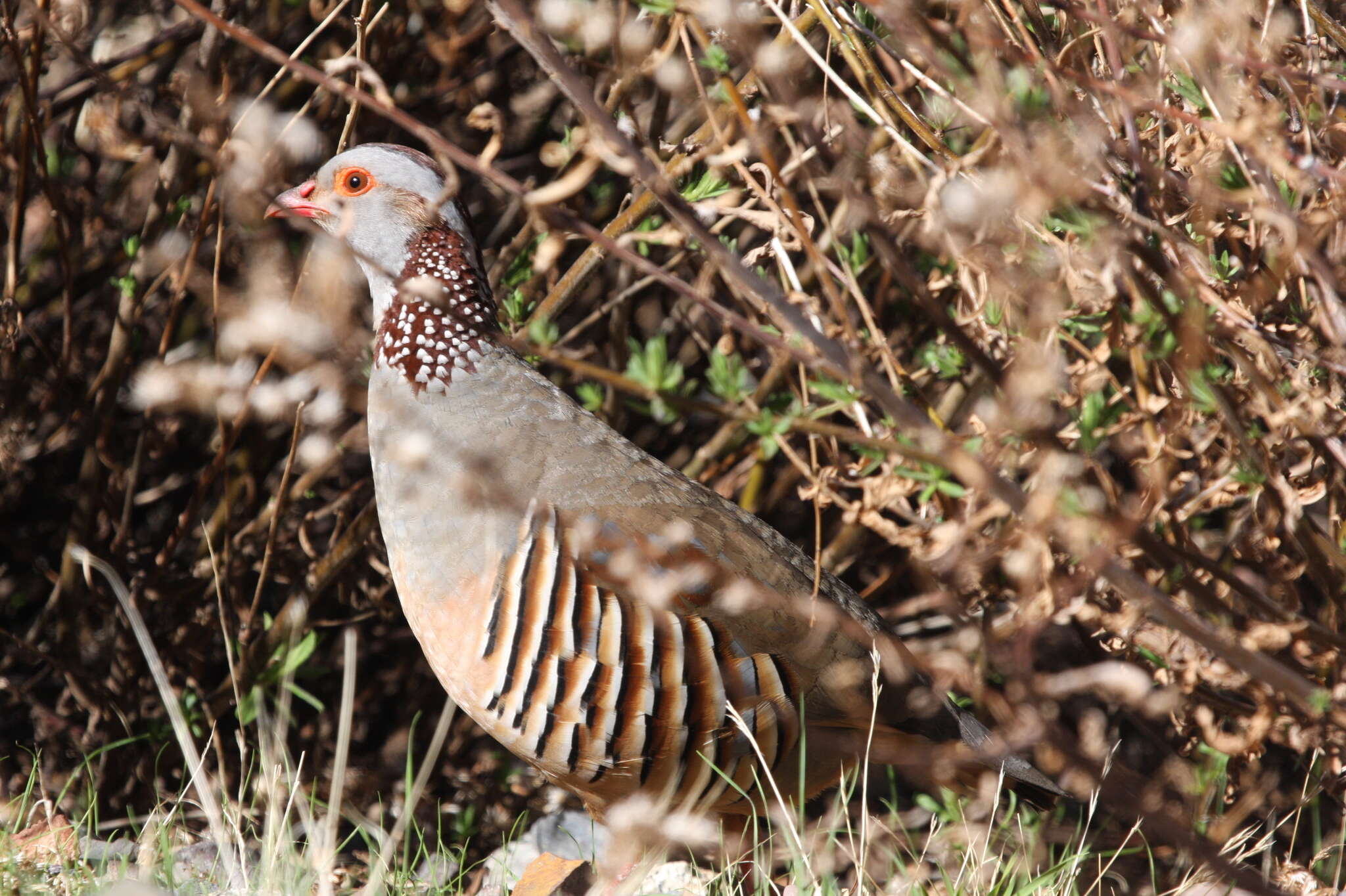 Image of Barbary Partridge