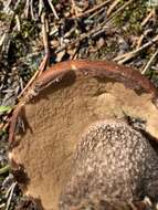 Image of Leccinum vulpinum Watling 1961