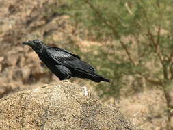 Imagem de Corvus rhipidurus Hartert 1918