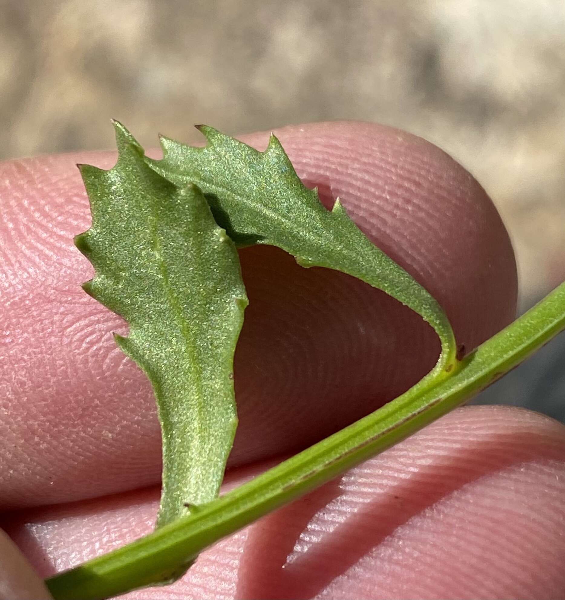 Image of Lobelia jasionoides var. jasionoides