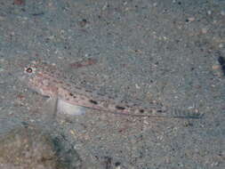 Gobius rubropunctatus Delais 1951的圖片