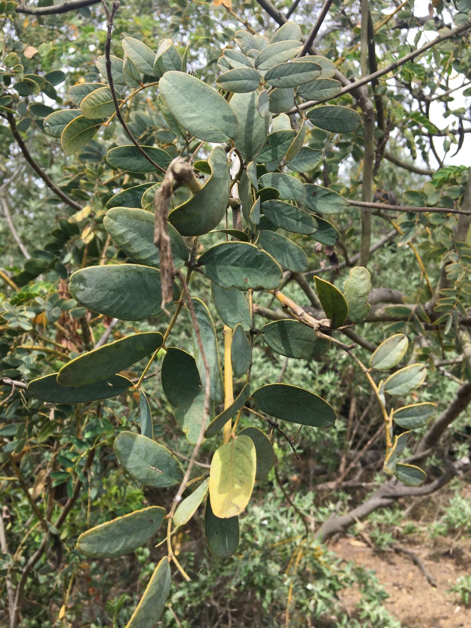 Слика од Senna candolleana (Vogel) H. S. Irwin & Barneby