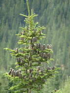 Image of subalpine fir