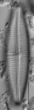 Plancia ëd <i>Staurophora columbiana</i> L. Bahls 2013