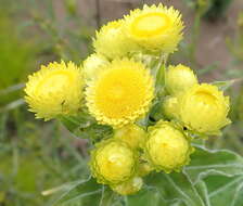 Image of <i>Helichrysum <i>foetidum</i></i> var. foetidum