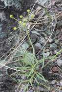 Image of Lomatium marginatum var. marginatum