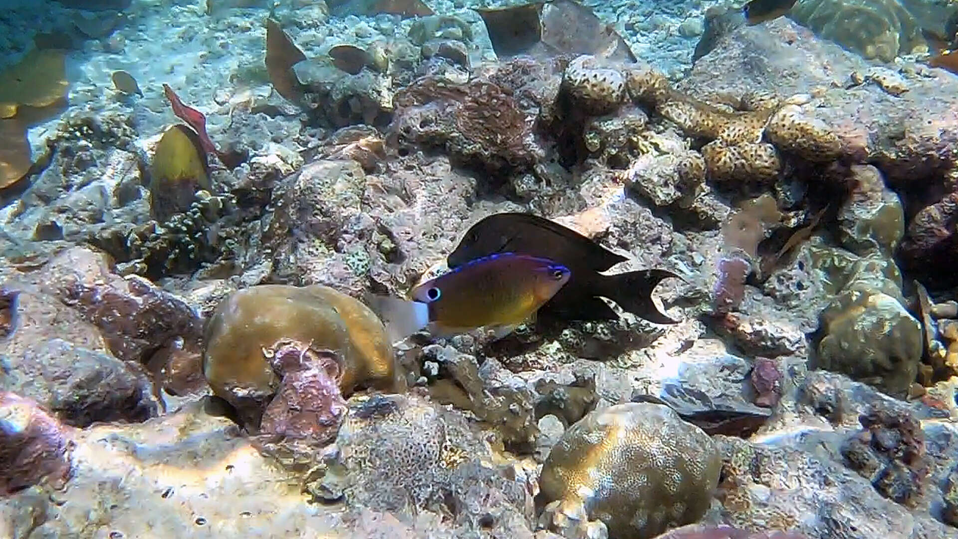 Image of Speckled damsel