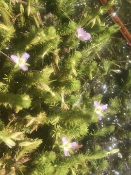 Image of bog-moss family