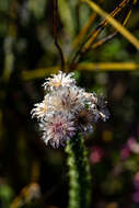 Imagem de Lachnospermum umbellatum (L. fil.) Pillans