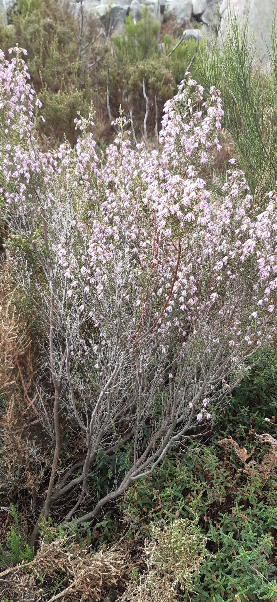 Image of Erica australis L.