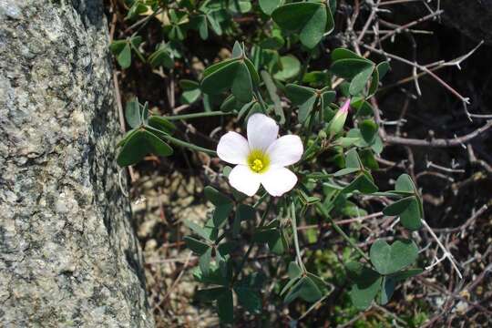 Plancia ëd Oxalis rubricallosa Oberl., Dreyer & Roets