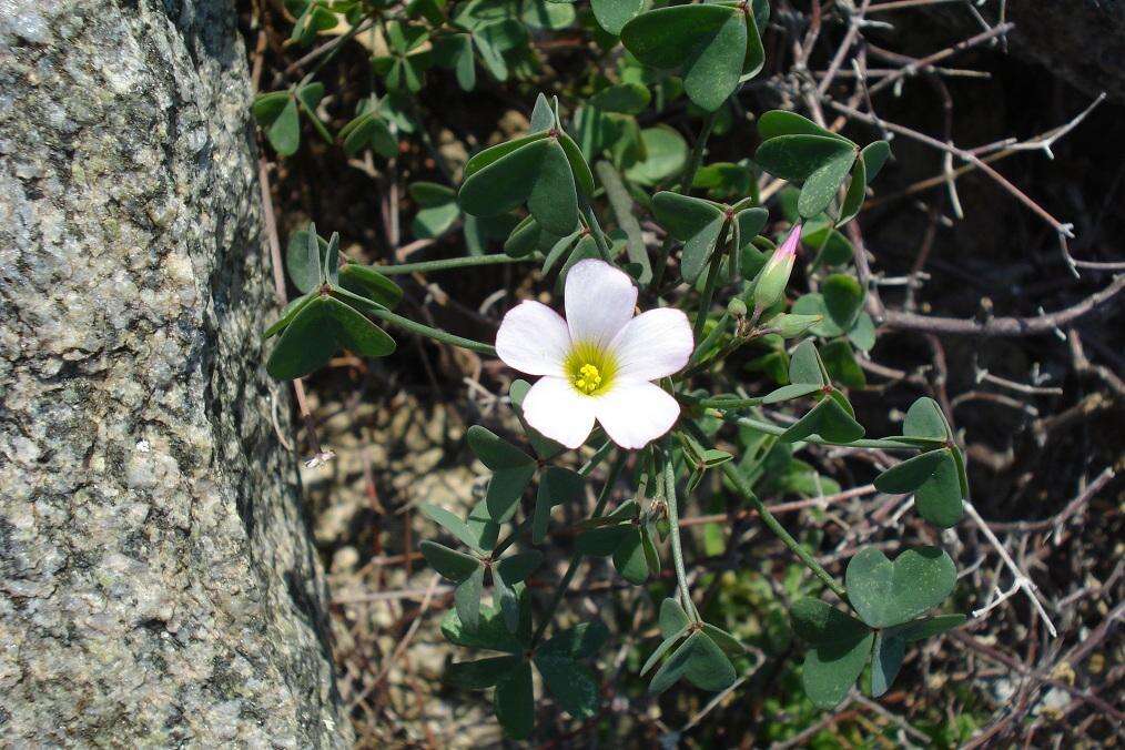 Plancia ëd Oxalis rubricallosa Oberl., Dreyer & Roets