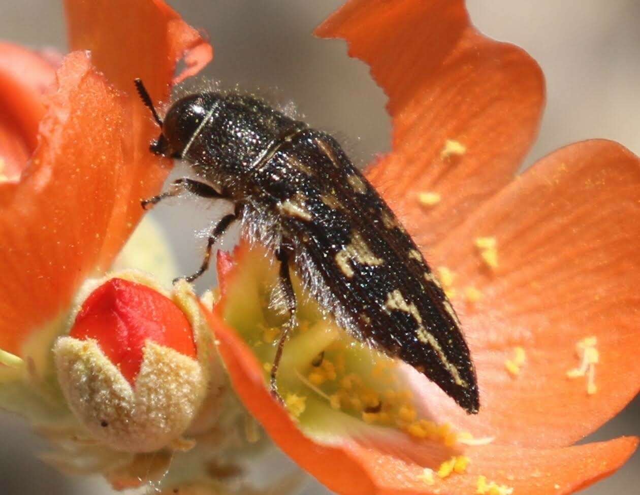 Image of Acmaeodera cuneata Fall 1899