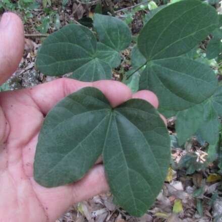 Sivun Bauhinia divaricata L. kuva