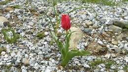 Image of Tulipa aleppensis Boiss. ex Regel