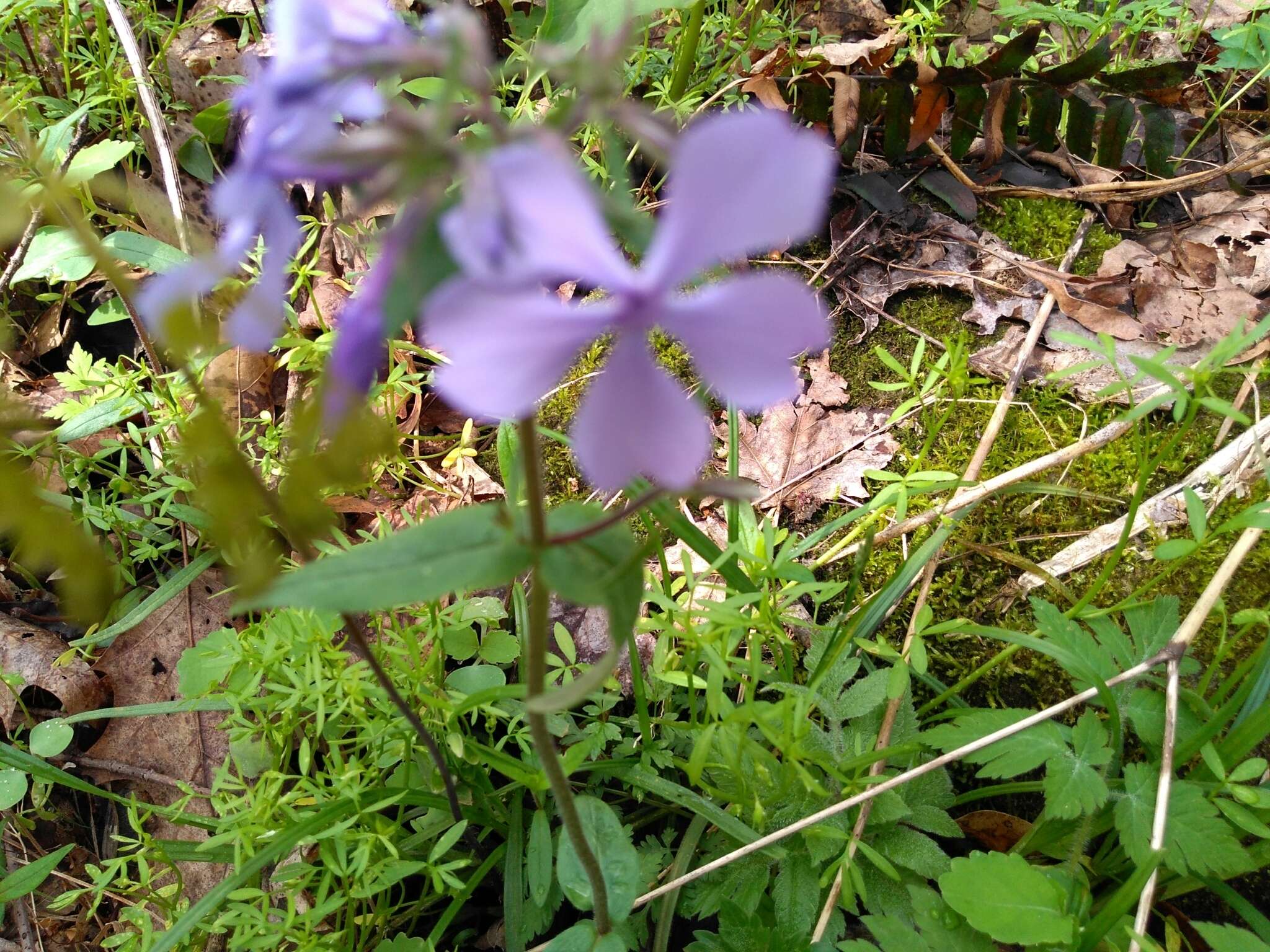 Image of wild blue phlox