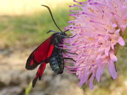 Image of six-spot burnet