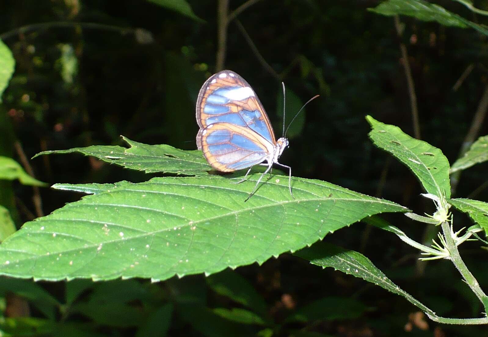 Imagem de Ithomia diasia hippocrenis Bates 1866