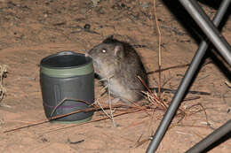 Image of Australian Long-haired Rat