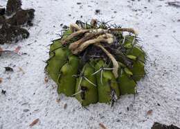 Image of Discocactus pseudoinsignis N. P. Taylor & Zappi