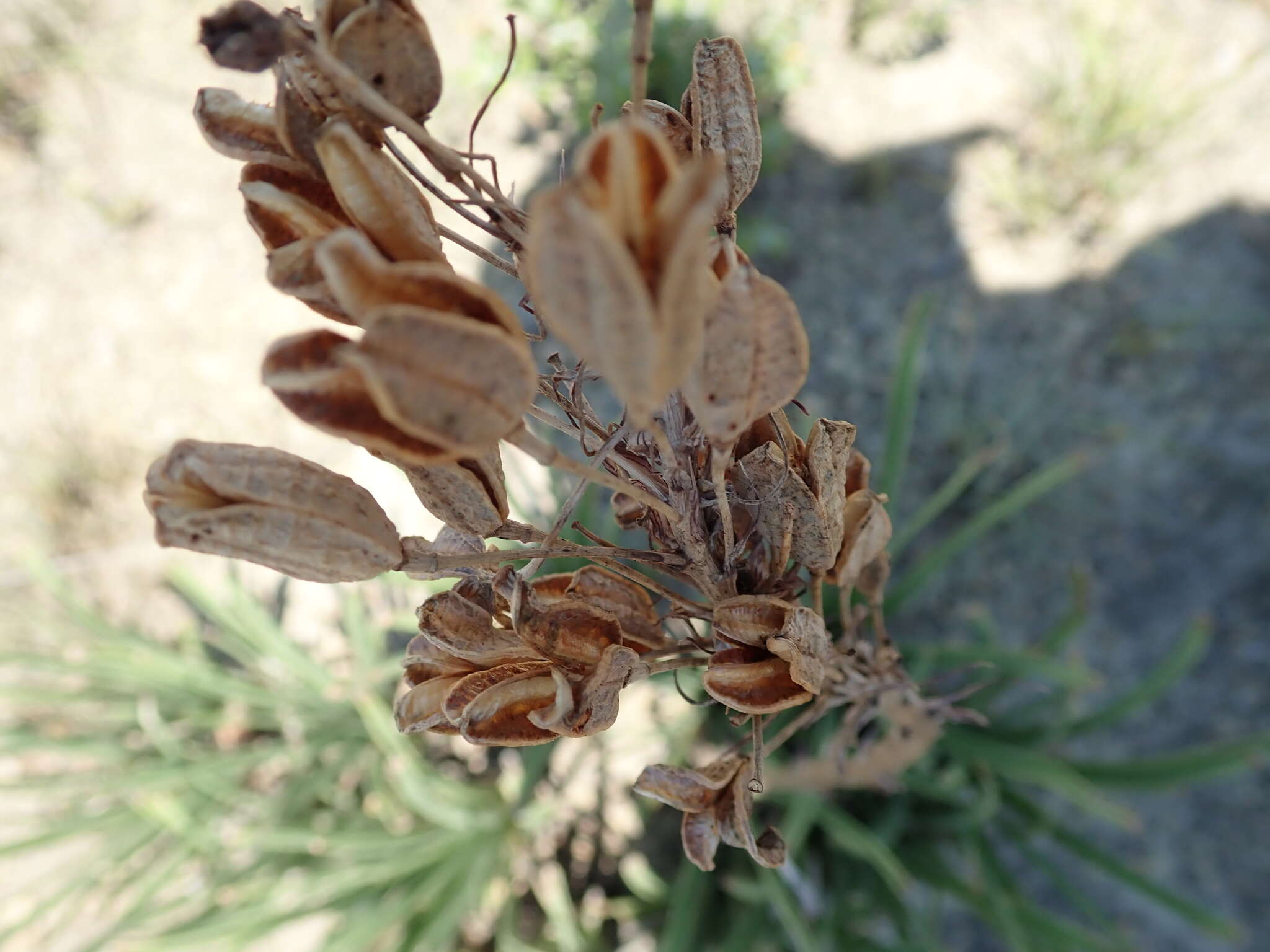 Image of Aloe dominella Reynolds