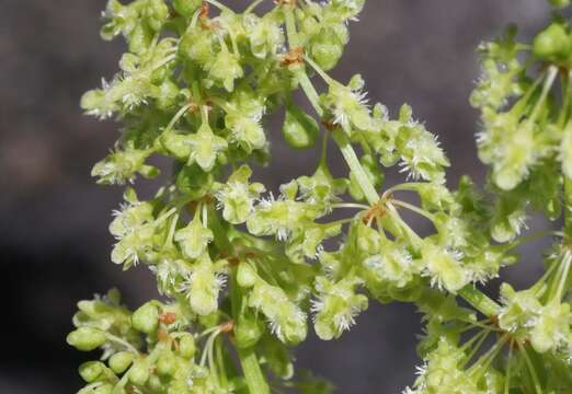 Imagem de Rumex skottsbergii O. Degener & I. Degener