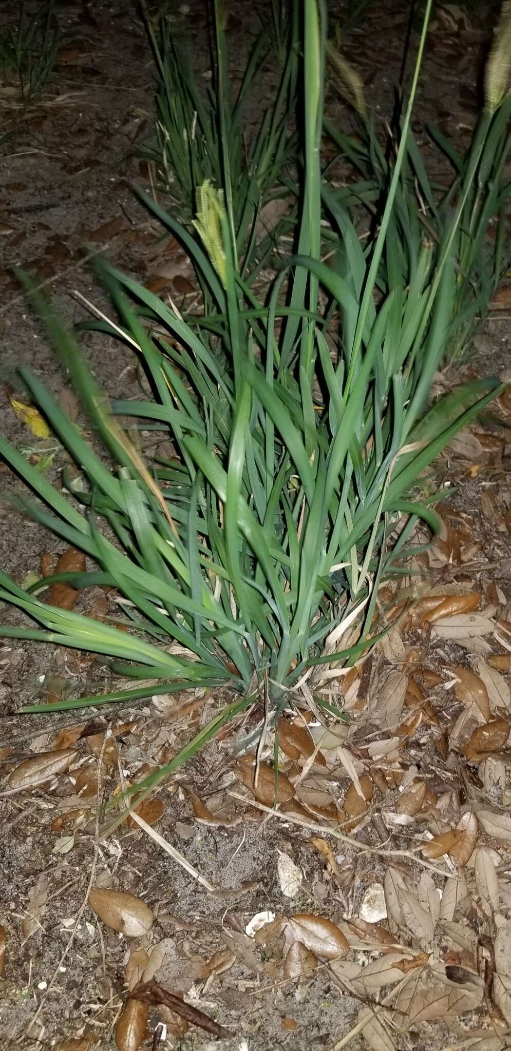 Image of lemon grass