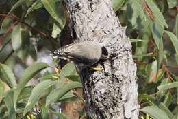 Image of Daphoenositta chrysoptera pileata (Gould 1838)