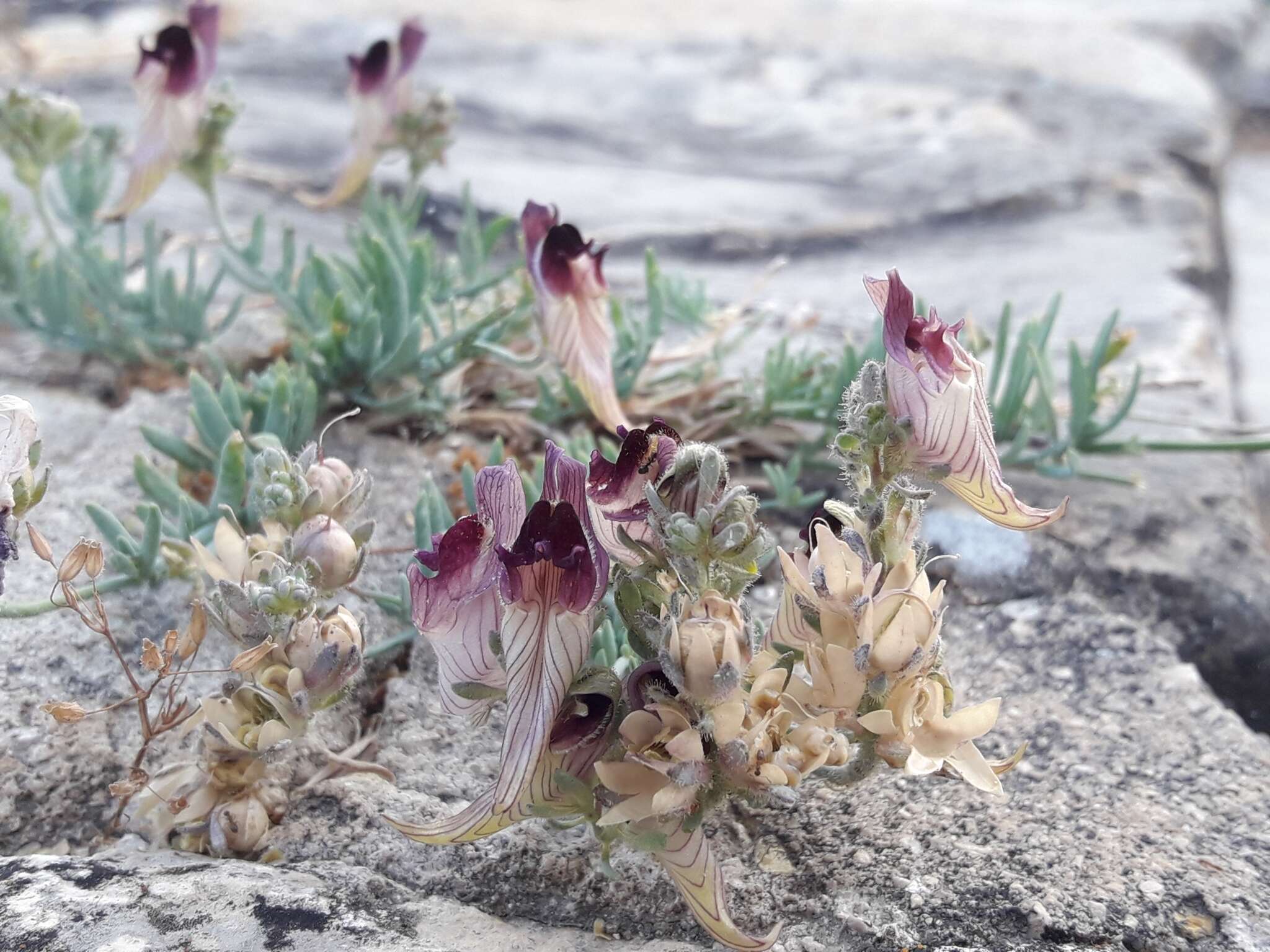 Plancia ëd Linaria tristis (L.) Mill.