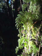 Image of Hymenophyllum sanguinolentum (G. Forst.) Sw.