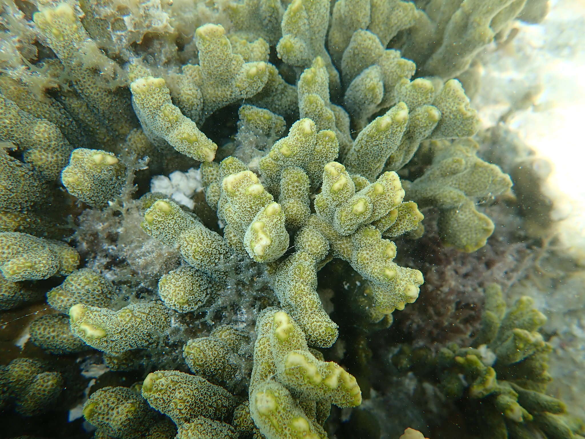 Image of pore coral