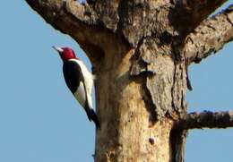 Image of Red-headed Woodpecker