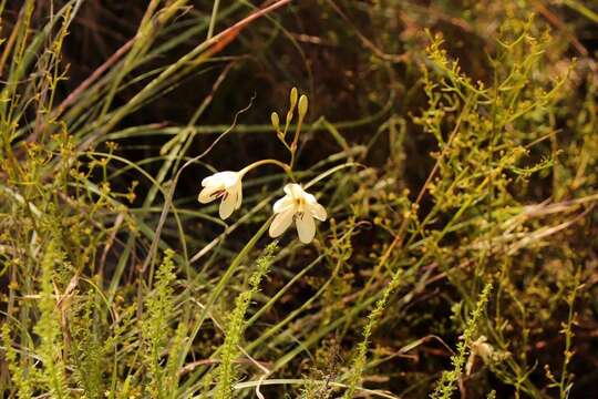 Imagem de Tritonia pallida Ker Gawl.