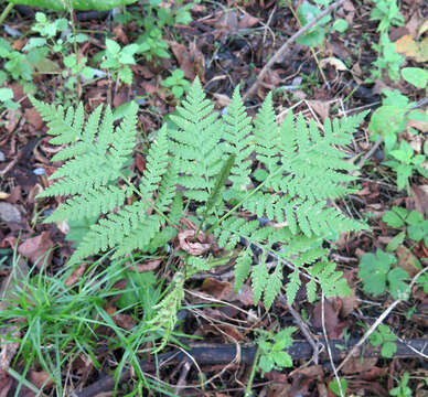 Image of Sahashia stricta (L.) Li Bing Zhang & Liang Zhang