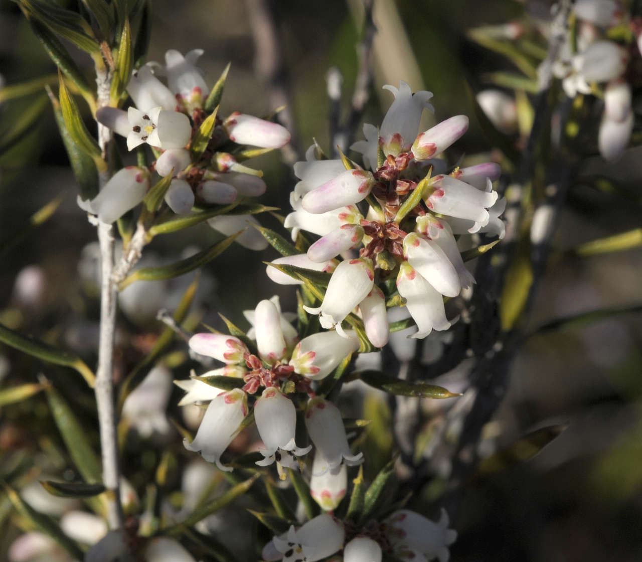 Image of Lissanthe strigosa subsp. subulata (R. Br.) J. M. Powell