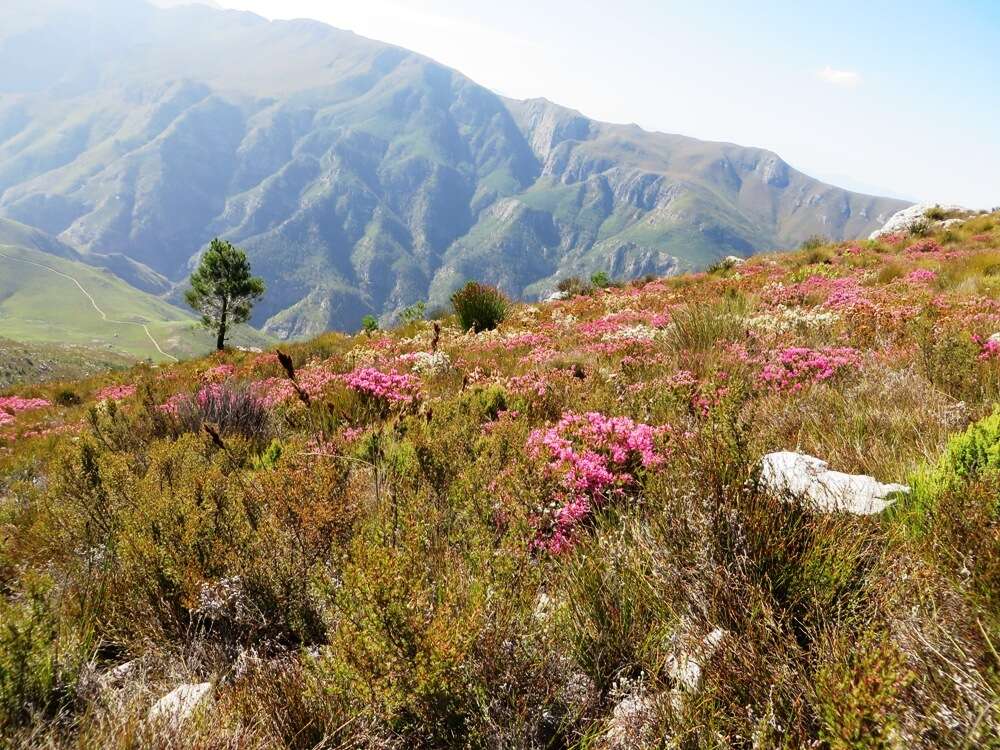 Image of Erica denticulata var. denticulata