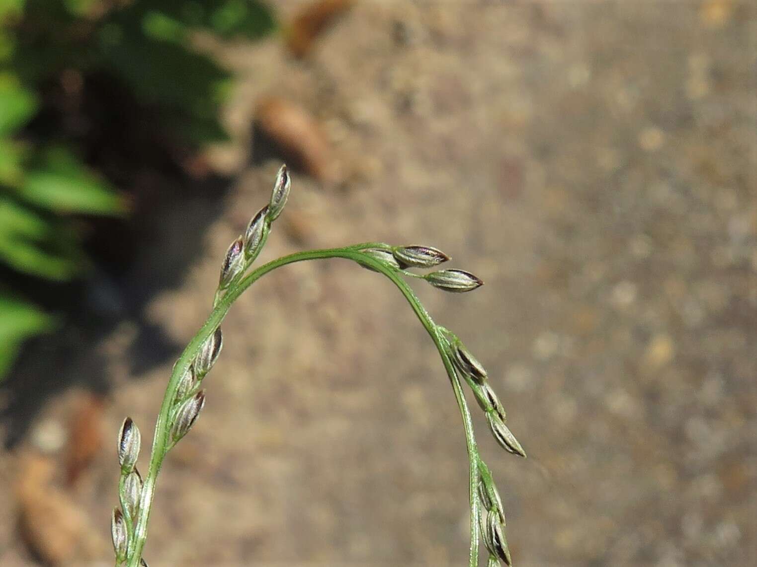 Image of shaggy crabgrass