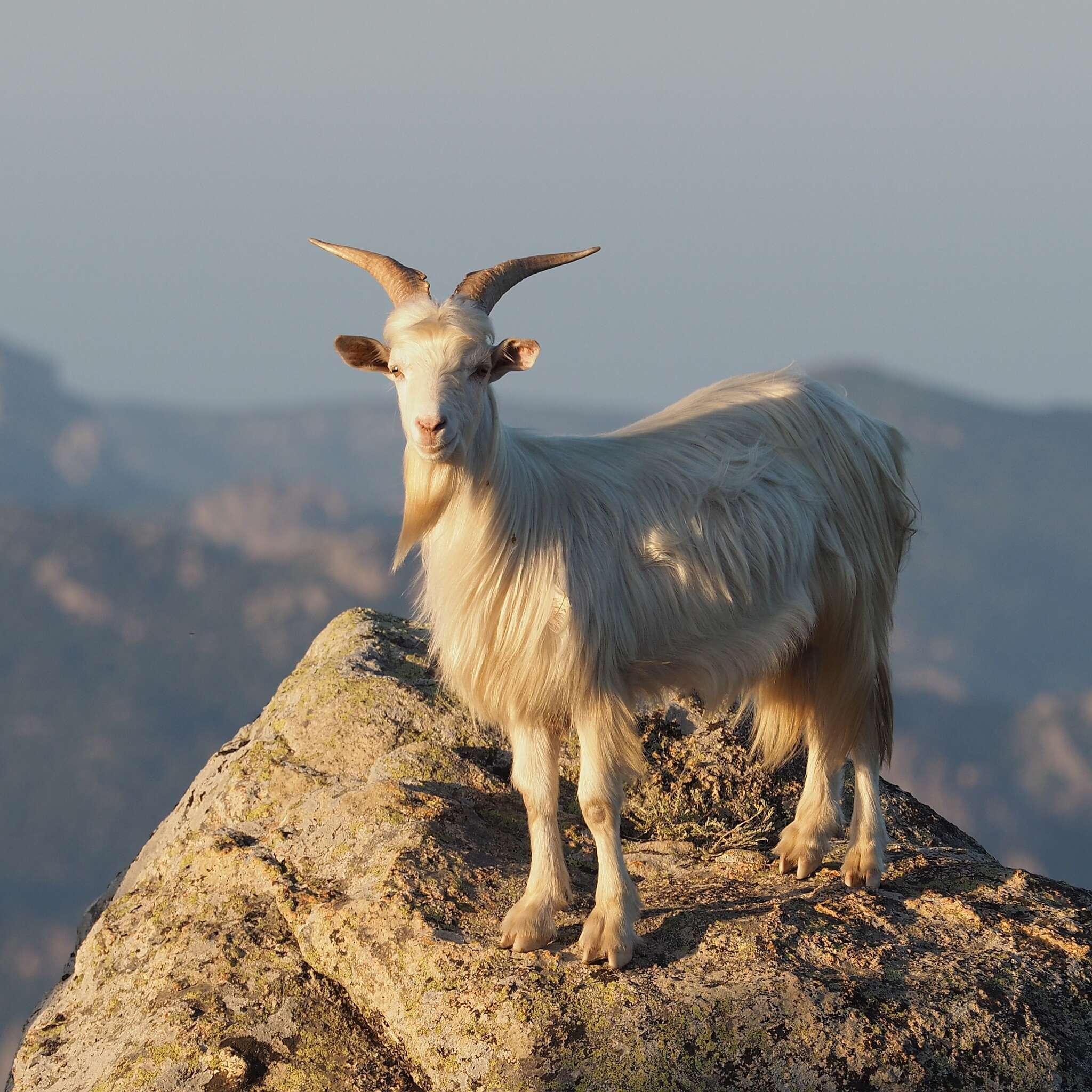 Image of domestic goat