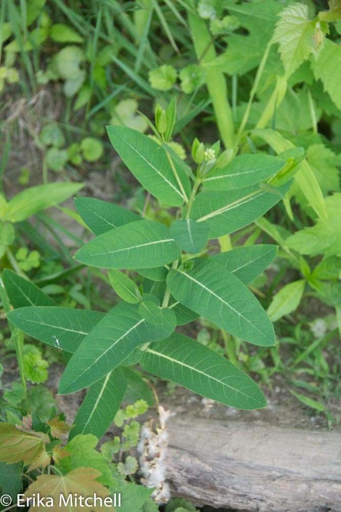 Image of Indian-hemp